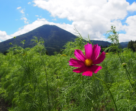 生駒高原